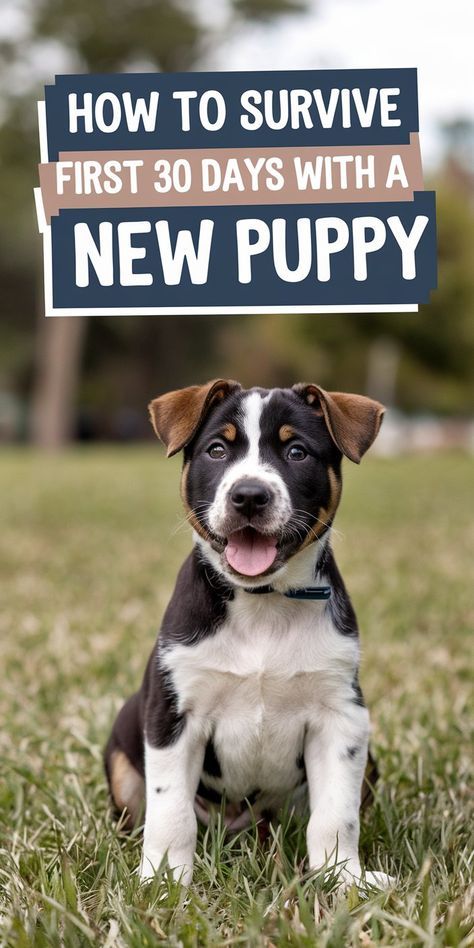 Things You Need For A New Puppy, First Time Pet Owner Tips, How To Raise A Puppy, Best Puppy Training Tips, Bringing Home Puppy Checklist, How To Start Training Your Puppy, Getting A Puppy Checklist, Getting A Dog Checklist, Raising A Puppy