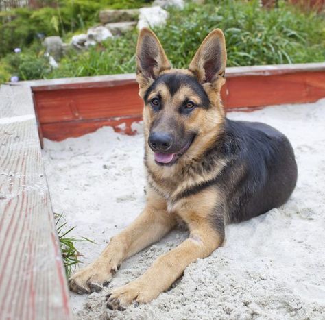 German Shepherd #germanshepherd Sand Boxes, Playground Sand, Dog Play Area, Dog Backyard, Dog Yard, Dog Playground, Dog Runs, German Shepherd Dog, Shepherd Puppies