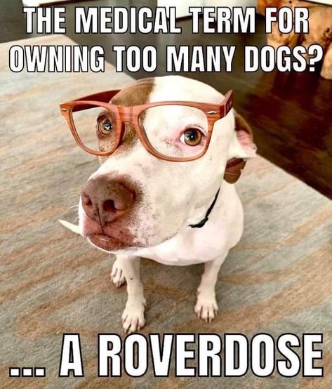 Too many dogs? Dog Jokes Hilarious, Funny Dog Signs, Funny Dog Jokes, Dog Jokes, Jokes Hilarious, Funny Dog Memes, Dog Rules, Funny Animal Jokes, Dog Signs