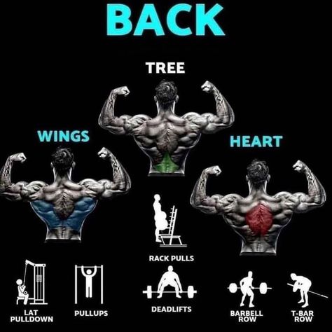 Back Workout Challenge, Gym Facts, Gym Knowledge, Back Workout Bodybuilding, Upper Back Exercises, Good Back Workouts, Bodybuilding Workouts Routines, Gym Workout Planner, Gym Mat