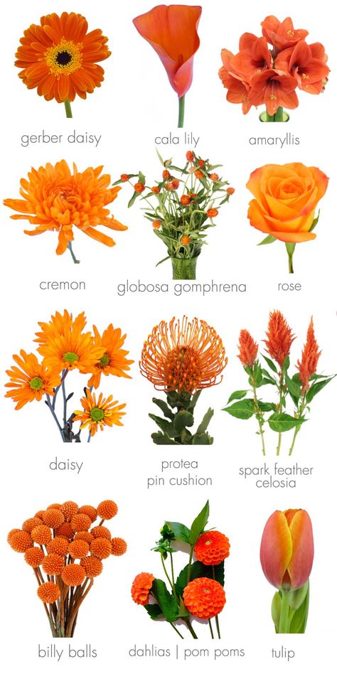 Orange Wedding Inspirations Flower Chart, Orange Wedding Flowers, Fleur Orange, Different Types Of Flowers, Flower Guide, Flower Meanings, Fall Wedding Flowers, Have Inspiration, Flower Names