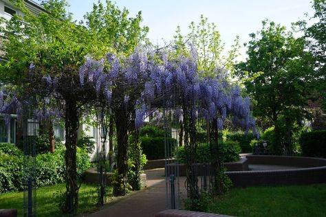 Wisteria trellis: how to train wisteria - Plantura Wisteria Support, Growing Wisteria, Wisteria Trellis, Wisteria Arbor, Wisteria Pergola, Chinese Wisteria, Lawn Fertilizer, Garden Calendar, Planting Shrubs