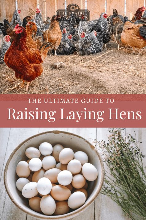 Laying Hens Breeds, Best Laying Hens, Hen Breeds, Sussex Chicken, Raising Meat Chickens, The Prairie Homestead, Heritage Chickens, Prairie Homestead, Chickens For Beginners