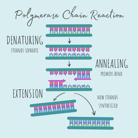 Polymerase Chain Reaction Notes, Biology Help, Polymerase Chain Reaction, Biochemistry Notes, Dna Genetics, Research Presentation, Doctor Quotes, Biology Labs, Science Notebook