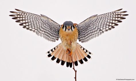 Kestrel Tattoo, American Flag Drawing, Falcon Drawing, Falcon Tattoo, Winged People, American Kestrel, Kestrel, Bird Artwork, Bird Pictures