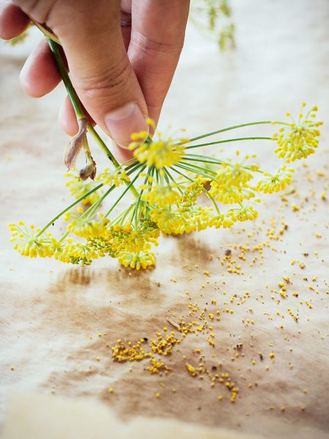 How to Harvest Wild Fennel Pollen Herb Foraging, Forage Recipes, Fennel Flower, Fennel Pollen, Diy Spices, Honey Design, Magic Herbs, Perennial Herbs, Flower Food