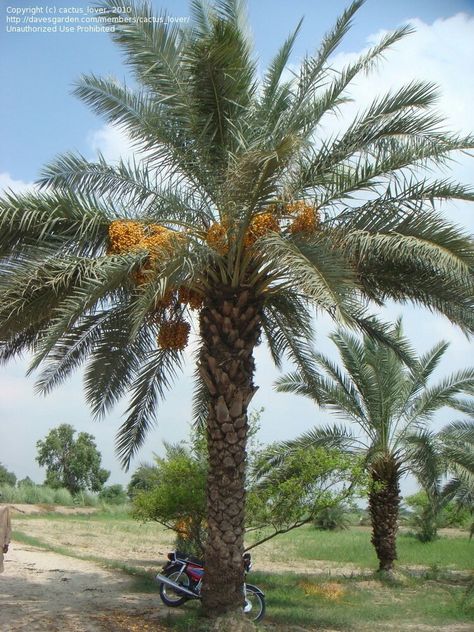 PHOENIX DACTYLIFERA 'ZAHIDI' Date Trees Palms, Zone 8 Plants, Pygmy Date Palm, Pygmy Date Palm Landscaping, Egyptian Palm Tree, Phoenix Dactylifera, Date Palm, Alice Springs, Dry Plants