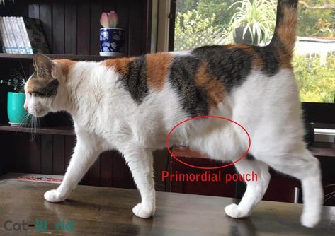 The primordial pouch is a loose flap of skin which runs along the length of the cat's belly and is most pronounced towards the rear. It is thought to protect the vulnerable organs during fights and gives a better range of movement when the cat runs. Cat Advice, Cats Stuff, World Cat, Loose Skin, Pet Hacks, Cat Facts, Calico Cat, Cat Health, Cute Cats And Kittens