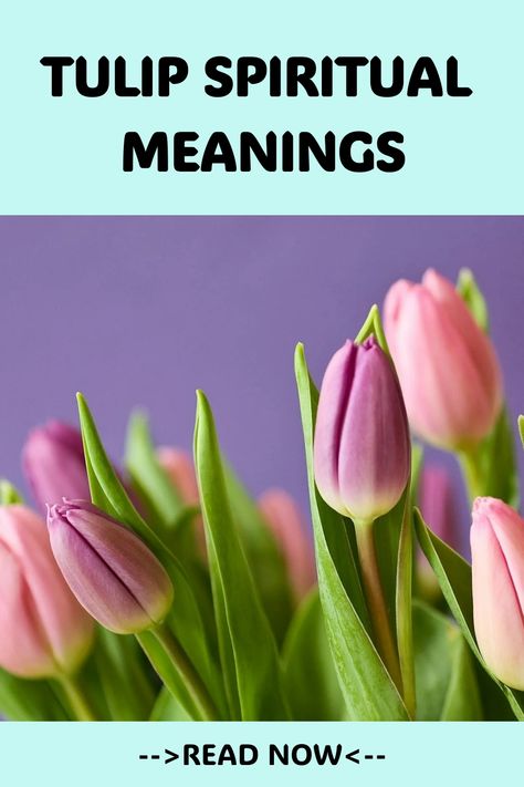 Discover the six profound spiritual meanings of tulips, unraveling secrets from perfect love to royal essence that could reshape your spiritual journey. Tulips Meaning, Garden Tulips, Royal Essence, Hopeless Love, Prayer Garden, Making Amends, Planting Tulips, Color Symbolism, Tulip Festival