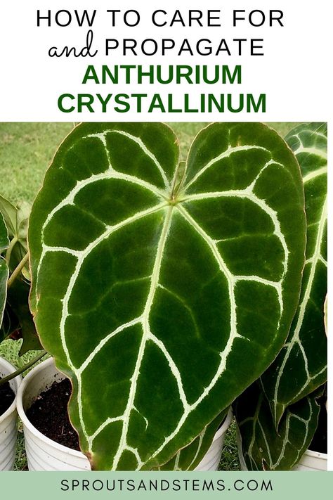 Easy Anthurium Crystallinum Care and Propagation! - Sprouts and Stems Anthurium Crystallinum Plant Care, Large Leaf Plants, Zz Plant Care, Anthurium Crystallinum, Amazing Plants, Plant Identification, Plant Health, House Plant Care, Mother Plant