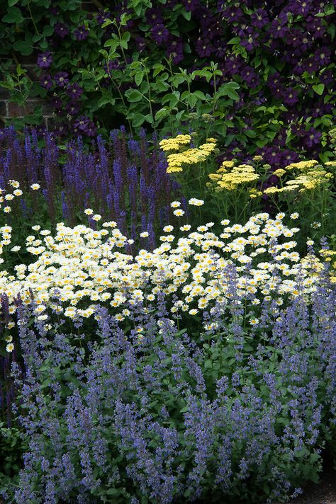 Mixed herbaceous border containing Anthemis tinctoria 'E.C. Buxton', Salvia nemorosa 'Ostfriesland', Nepeta, Achillea, and Clematis viticella 'Étoile Violette', Town Place, late June. Art Creative Ideas, Brick Walkways, Hillside Gardening, Gardening Tattoo, Salvia Nemorosa, Food Forest Garden, Purple Flowers Garden, Citrus Garden, Narrow Garden