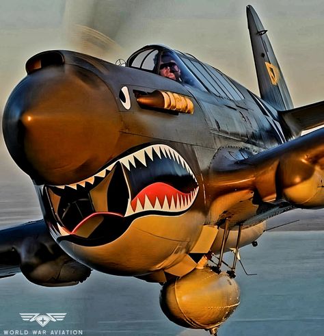 Hungry P-40 Warhawk - World War Aviation P40 Warhawk, P 40 Warhawk, Ww2 Fighter Planes, Wwii Fighter Planes, Wwii Airplane, Wwii Fighters, Airplane Fighter, Wwii Plane, Airplane Art