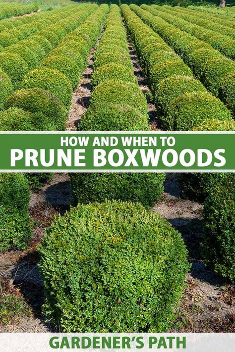 Pruning boxwoods is a must for beautiful and disease-free shrubs. In our guide, you’ll learn about the required pruning tools, along with the why, when, and how of pruning. By the end, you’ll be well-equipped with the necessary know-how and ready to prune a boxwood yourself. #pruning #boxwood #gardenerspath Box Bushes Shrubs, When To Prune Boxwood Shrubs, How To Shape Boxwood Shrubs, Landscaping Boxwoods Front Yard, Azaleas And Boxwood Landscaping, Bush Trimming Shape, Trim Boxwood Shrubs, When To Trim Boxwoods Shrubs, Landscaping With Boxwoods Front Yards