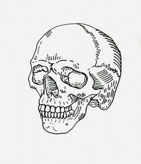 Anatomy Images, Tumblr Drawings, Skull Illustration, Desenho Tattoo, Human Skull, A Skull, Skull And Bones, Blackjack, Skull Art