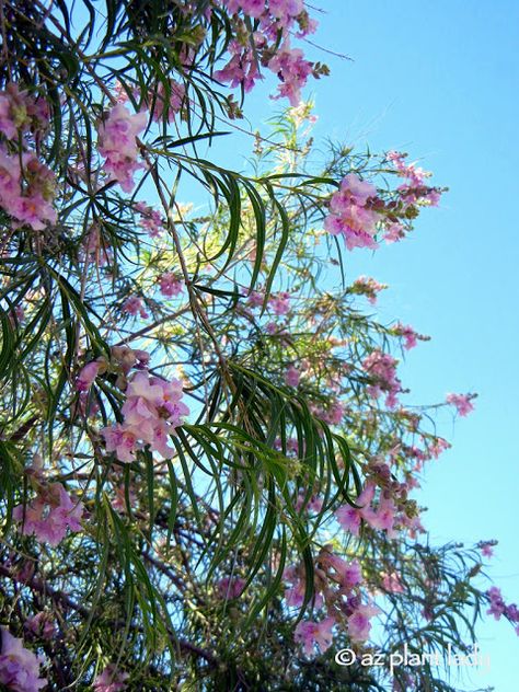 10 Beautiful, Native Trees for the Southwest - Ramblings from a Desert Garden Desert Willow Tree, Blooms All Summer, Drought Tolerant Trees, Desert Trees, Desert Willow, Drought Tolerant Garden, Beautiful Desert, Drought Tolerant Landscape, Garden Beautiful