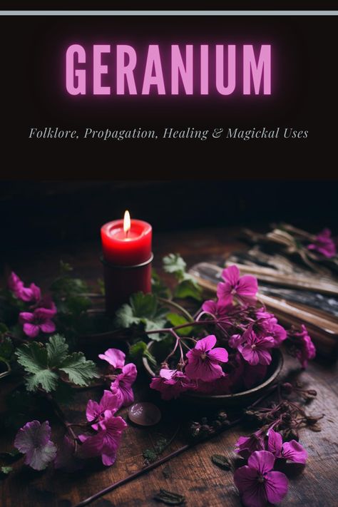 Discover the enchanting world of geraniums! Dive into folklore, learn propagation tips, and explore its healing and magical uses in witchcraft for protection, love, and more. 🌸✨ #GeraniumMagic #PlantWitchcraft #HealingHerbs Geranium Magical Properties, Harvest Storage, Wild Geranium, Scented Geranium, Magickal Herbs, Geranium Flower, Plant Magic, Magic Crafts, Green Magic