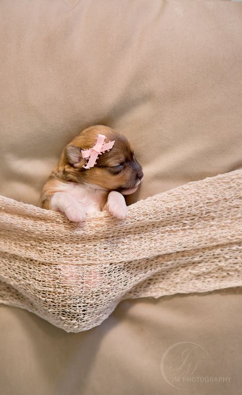 So adorable! This newborn puppy photoshoot will melt your heart. Newborn Puppy Photoshoot Ideas, Litter Photoshoot, Puppy Litter Photoshoot Ideas, Puppy Photoshoot Ideas, Photoshoot Ideas Christmas, Puppy Photoshoot, Newborn Puppy, Puppy Litter, Puppy Pics