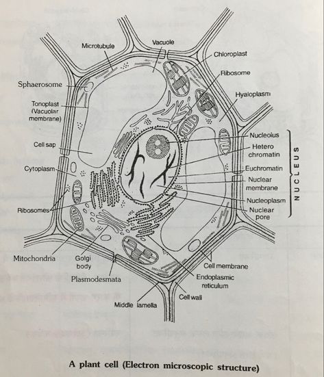 Plant Cell Tattoo, Plant Cell Sketch, Plant Cell Drawing Biology, Plant Cell Drawing, Biology Tips, Drawing Biology, Cell Drawing, Plant Cell Model, Nuclear Membrane