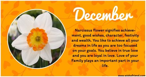 December Thoughts, Birth Month Meanings, Flowers Month, December Flowers, Zodiac Flowers, Flower Narcissus, Birth Reveal, Flower Images Wallpapers, Flowers Of The Month