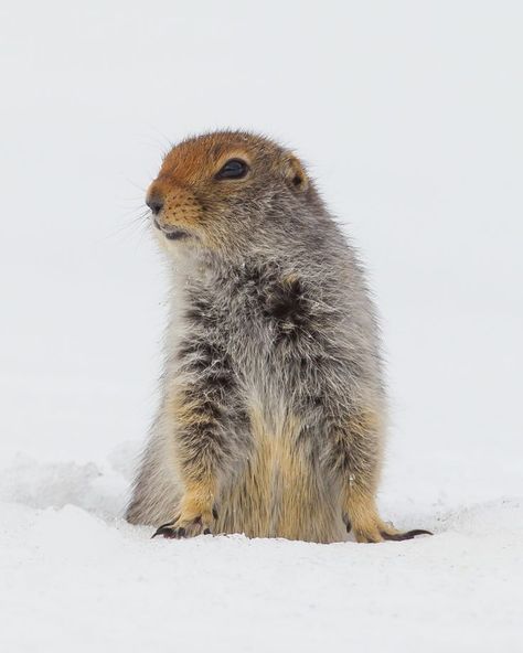 Arctic Ground Squirrel / Ecureuil terrestre arctique Ground Squirrel, Nature Journal, Leopards, Beautiful Creatures, Animal Photography, Reptiles, Animals, Photography