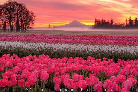 *🇺🇸 Wooden Shoe Tulip Farm sunrise (Oregon) by Clifford Paguio 🌸🌅 Tulip Festival, Cute Laptop Wallpaper, Cute Laptop, Laptop Wallpapers, Macbook Wallpaper, Laptop Wallpaper, Wallpaper Pc, Ipad Wallpaper, Desktop Wallpaper