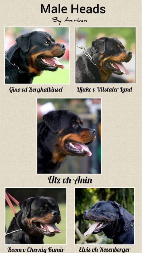 Male Rottweiler, Rottweiler Breed, K9 Training, Dog Fails, Dog Training Advice, Rottweiler Dog, Medical Problems, Dog Park, Dragon Art