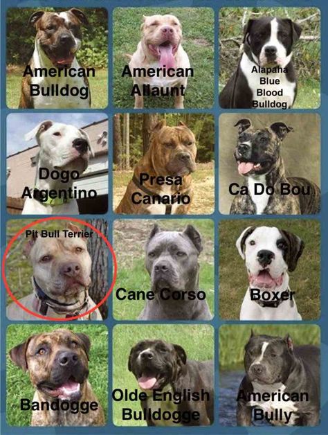 Identify the Pitbull, pick the American Pit Bull Terrier - Dog Breed Quiz Strong Dog Breeds, Dog Breed Quiz, Pitbull Names, Pitbull Dog Breed, Black Pitbull, Amstaff Puppy, Bully Breeds Dogs, Dog Breeds List, Pitt Bull