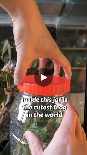 2.4M views · 117K reactions | This is the cutest frog on the planet | Worcester Terrariums | Worcester Terrariums · Original audio Frog Terrarium, Hobby Farming, Cute Frogs, Cute Animal Pictures, Worcester, Amphibians, Frogs, Terrarium, Animal Pictures