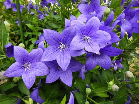 Platycodon Grandiflorus, Dig Gardens, Perennial Shrubs, Wildlife Gardening, Balloon Flowers, Landscaping Plants, Potting Soil, Pink Candy, Horticulture