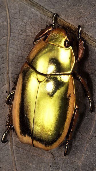 Pin On Butterfly / Dragonfly / Bee Ect Wallpaper 3 Golden Scarab Beetle, Golden Beetle, Golden Scarab, Gold Beetle, Insect Photos, Beetle Art, Cool Insects, Beetle Insect, Cool Bugs