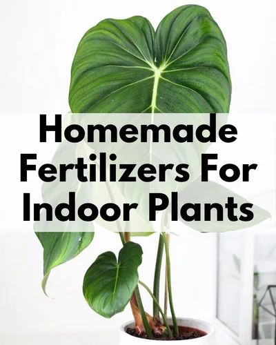 Plant Food Diy, Home Made Fertilizer, Homemade Plant Fertilizer, Inside House Plants, Homemade Plant Food, Natural Plant Fertilizer, Diy Fertilizer, Lily Plant Care, Best Barefoot Shoes