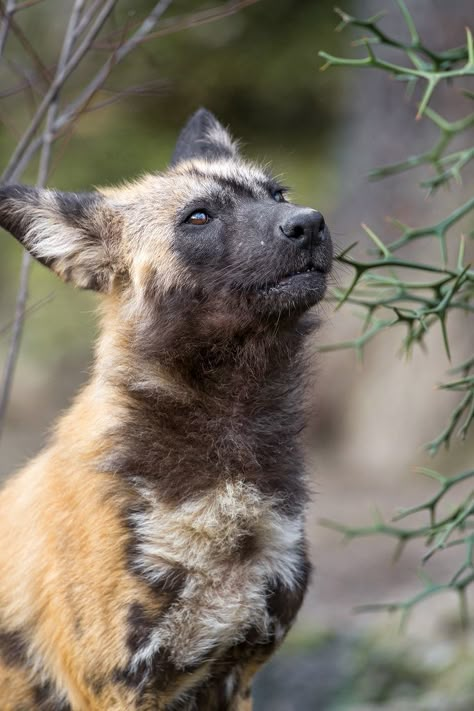 All sizes | Wild dog looking up | Flickr - Photo Sharing! African Painted Dog, African Hunting Dog, African Hunting, Tattoo Animals, Painted Dogs, Painted Dog, Pet Videos, Wild Dog, Dog Video