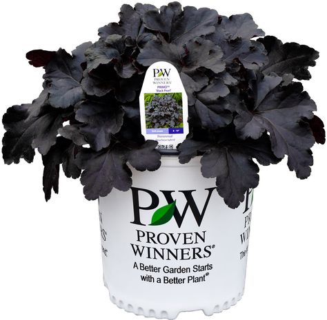 Primo™ 'Black Pearl' Hollywood Hibiscus, Rico Suave, Black Plants, Coral Bells Heuchera, Front Yard Decor, Shade Shrubs, Goth Garden, Garden Flower Beds, Hibiscus Plant