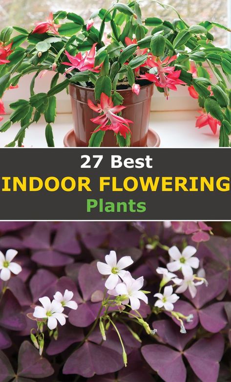 Flowering House Plants, Indoor Flowering Plants, Household Plants, Plants To Grow, Fragrant Plant, Inside Plants, Winter Plants, Best Indoor Plants, Indoor Gardens