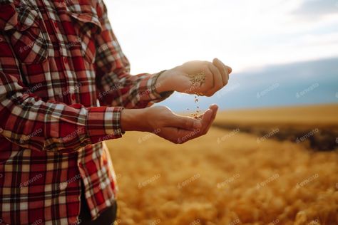 The Hands Of A Farmer Close-up Holding A Handful Of Wheat Grains In A Wheat Field. Rich Harvest., Photos - Envato Elements Harvest Photos, Golden Wheat Field, Farming Business, Golden Wheat, Wheat Field, Concept Photos, Business Concept, Wheat Fields, A Farmer