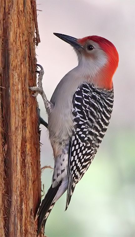 Red Bellied Woodpecker, Bird House Feeder, Bird Care, Woodpeckers, Dslr Background Images, Nature Birds, Bird Pictures, Backyard Birds, Bird Photo