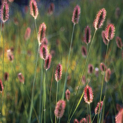 Bunny tails  Latin name: Pennisetum messiacum  Zone 7-9 Blue Oat Grass, Tall Ornamental Grasses, Mexican Feather Grass, Red Grass, Fountain Grass, Grasses Landscaping, Bunny Tails, Grasses Garden, Pink Plant