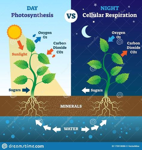 Photosynthesis Worksheet, Cell Respiration, Citric Acid Cycle, Biology Plants, Photosynthesis And Cellular Respiration, Plant Notes, Cellular Respiration, Creative School Project Ideas, Biology Art