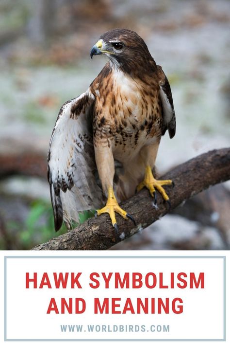 Hawk symbolism is different to different people because it depends upon the situation of the individual and also the context in which the hawk appears in that individual’s life. Perhaps you have come to this site after seeing a hawk or have been dreaming about it. Perhaps you are inquisitive about the hawk feather meaning. Whatever the case may be, this guide will help you understand different aspects of hawk symbolism. Hawk Feather Meaning, Hawk Meaning, Hawk Symbolism, Hawk Feather, Symbolism Meaning, Feather Meaning, Hawk Feathers, Totem Animals, World Birds