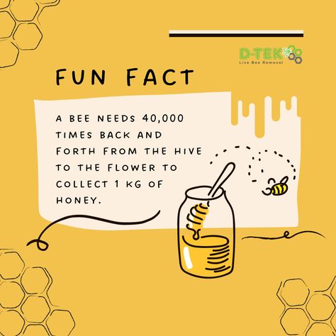 Bees Facts, Minibeast Display, Bee Hive Art, Fun Facts About Bees, Bee Identification, Honey Business, Honey Bee Facts, Honey Bees Keeping, Honey Store