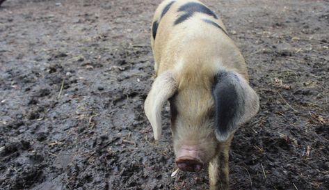 Once prized for its flavorful meat, the Gloucestershire Old Spot pig was almost developed out of existence. But the hog's back—here's why. 📷 Strange Biology/Flickr Gloucestershire Old Spot Pigs, Gloucestershire Old Spots, Berkshire Pigs, Chicken Run, Chicken Runs, Hobby Farms, Family Farm, Build Your Own, Farm Animals