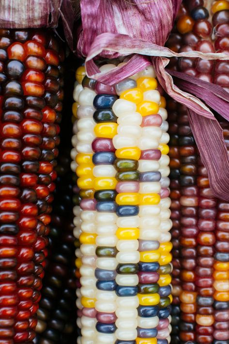 Tortillas 101: A Food Lover's Guide To The Classic Mexican Staple Corn Flour Tortillas, Flint Corn, Carne Asada Tacos, Tortilla Warmer, Corn Stalks, Dried Corn, Mexican Corn, Tacos And Burritos, Mexican Cooking