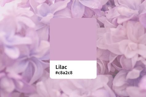 Everything About Lilac Color: Meaning, Symbol, Combination and Design | Fotor Lilac Color Aesthetic, Lilac Color Combinations, Color Generator, Color Aesthetic, Home Decor Colors, Lilac Wedding, Hex Color Codes, French Colors, Color Picker