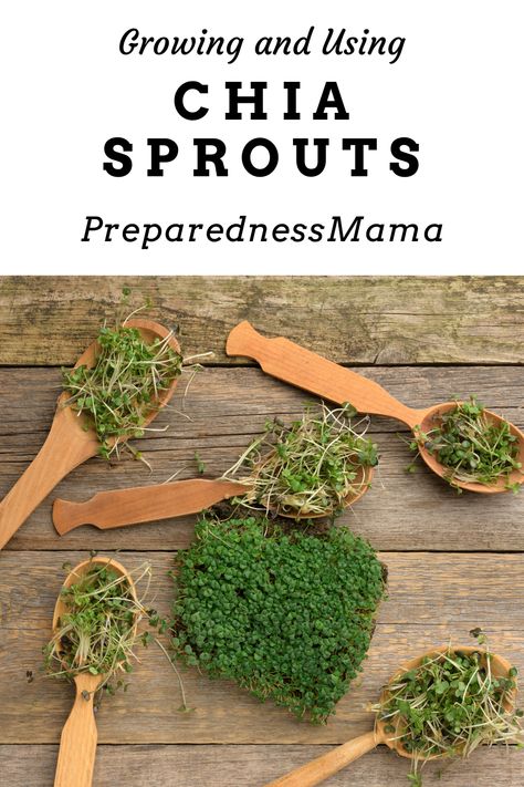 How To Store Chia Seeds, Chia Sprouts Recipe, How To Plant Chia Seeds, Chia Seed Sprouts, How To Sprout Chia Seeds, Sprouting Seeds In A Jar, Chia Sprouts In A Jar, Sprout Chia Seeds, Sprouting Chia Seeds In A Jar