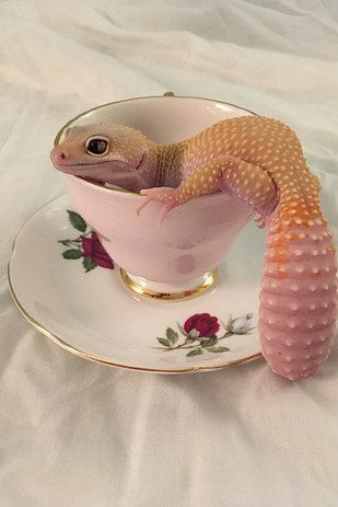 They can be glam AF. | 23 Pictures That Prove Lizards Are Very Good Boys Leopard Geckos, Cute Reptiles, Chameleons, Leopard Gecko, Reptiles And Amphibians, Lizards, Gecko, Amphibians, Adorable Animals