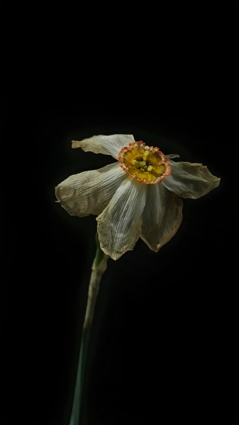 Flower Lockscreen, Worms Eye View, Wilted Flowers, Flowers Black Background, Desktop Wallpaper Art, Dancing In The Dark, Texture Photography, Dark Flowers, Dark Floral