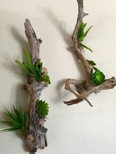 Takken Decor, Driftwood Planters, Driftwood Diy, نباتات منزلية, Succulent Garden Design, Driftwood Projects, Driftwood Wall Art, Succulent Garden Diy, Moss Wall Art