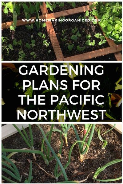 Pacific Northwest Vegetable Garden, Pacific Northwest Gardening, Evergreen Bed, Pnw Landscaping, Washington Garden, 4x4 Garden, Pnw Garden, Pacific Northwest Garden, Zone 8b