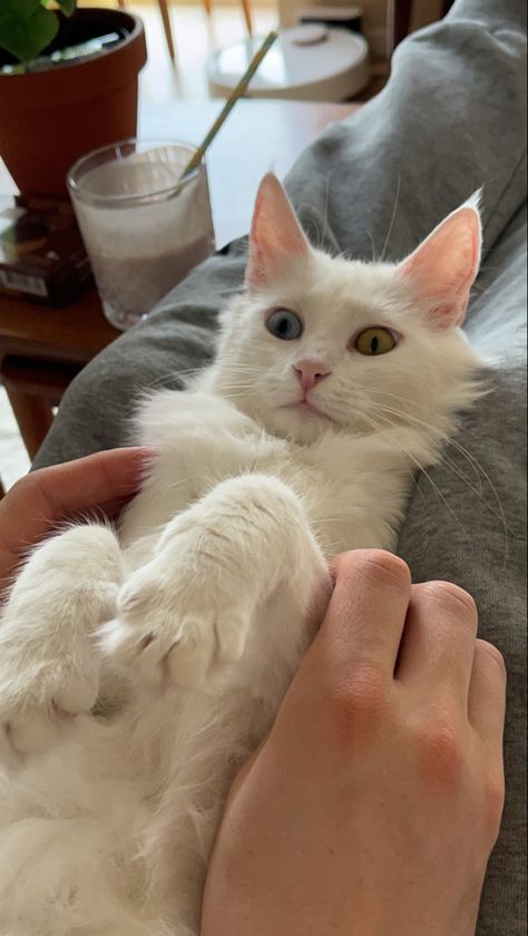 Angora Cat, Turkish Angora Cat, Angora Cats, Turkish Angora, Fancy Cats, Domestic Cat, Cat Aesthetic, Beautiful Cats, Baby Cats