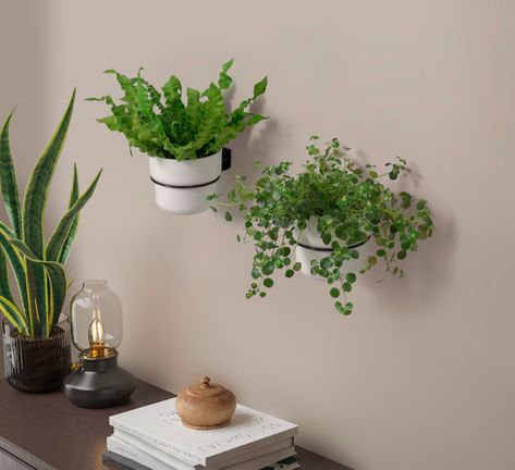 Cool Hanging Plants, Kitchen Planters Indoor Herbs, Wall Hooks For Plants, Plant Pot Wall Outdoor, Hanging Plants Indoor Wall, Plants On Wall Shelves, Plant Pots On Wall, Plants On The Wall Indoor, Indoor Plant Accessories